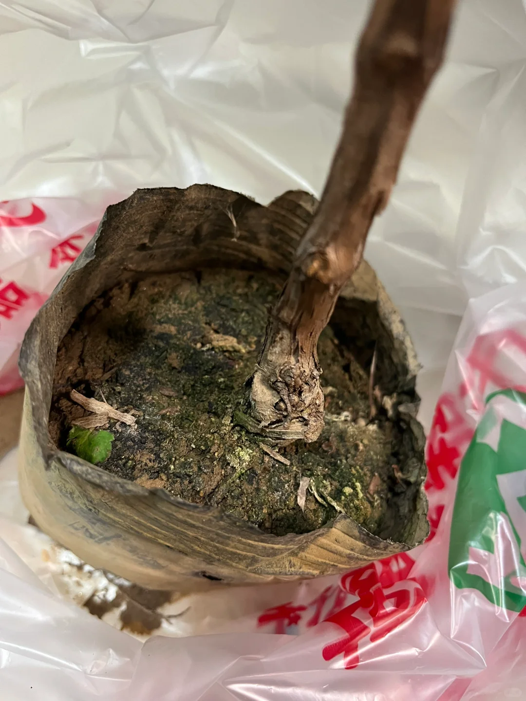 有人懂葡萄修剪吗？求赐教