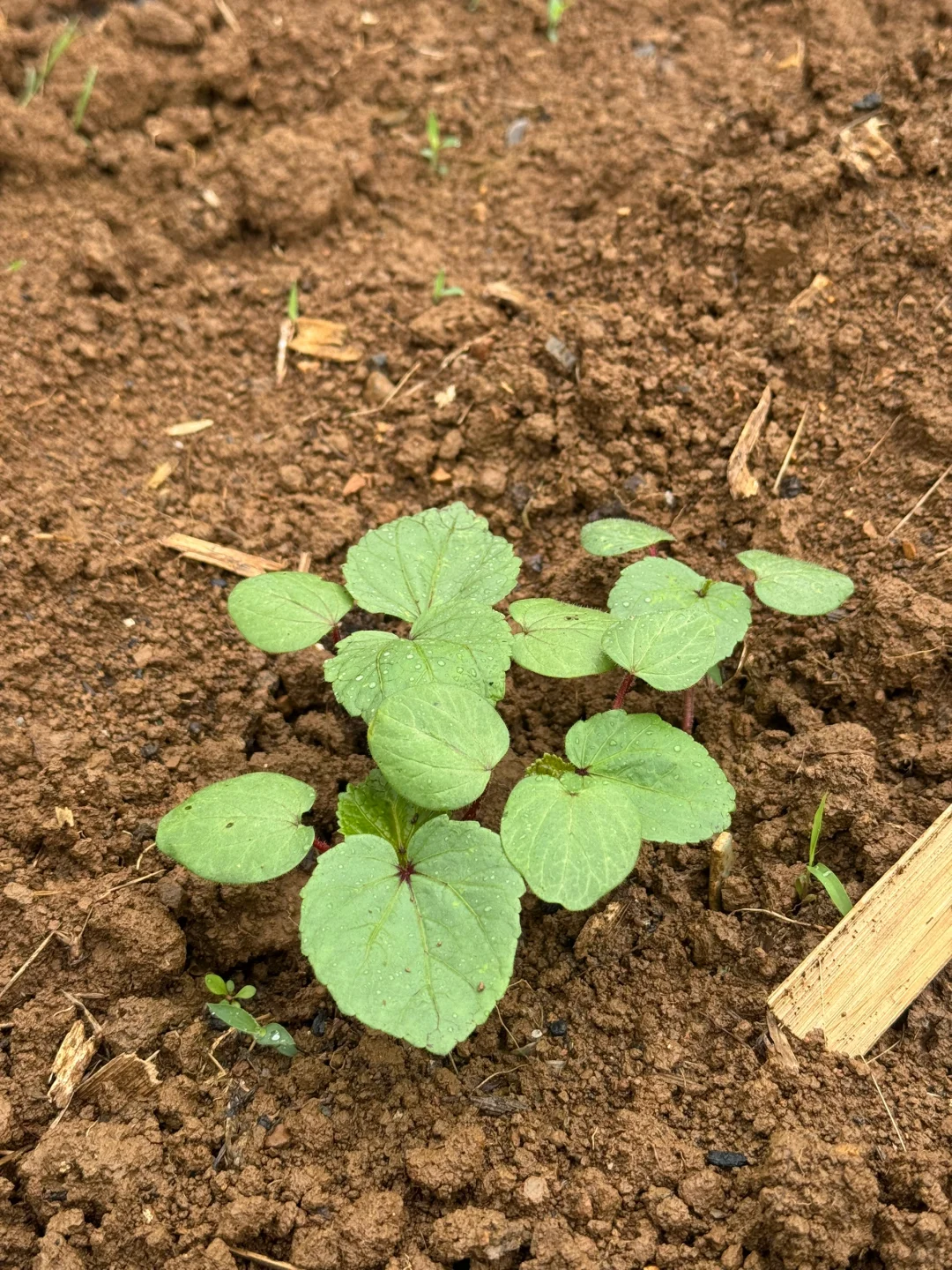 瓜果蔬菜的幼崽版本，太可爱了?