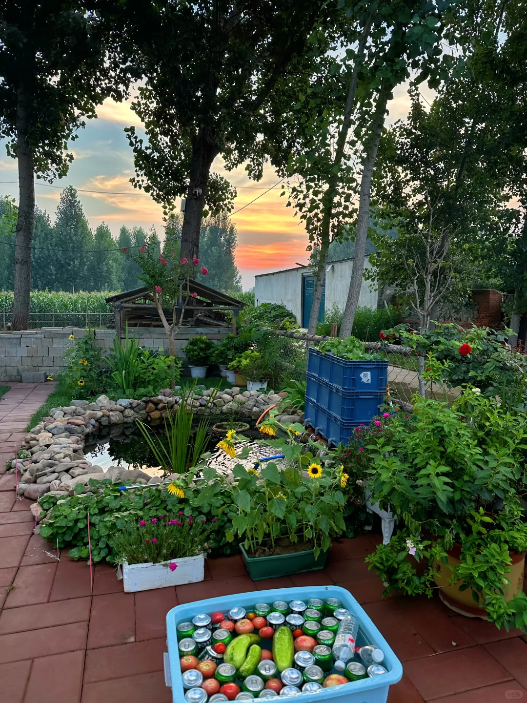 农场生活｜一不小心实现了蔬菜自由！