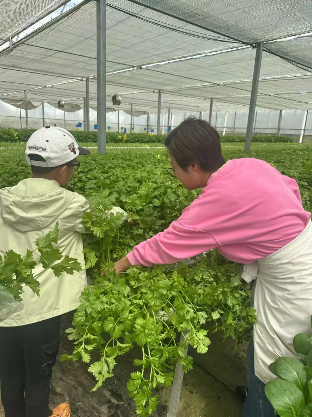 奥克兰周末正确打开方式｜体验蔬菜种植采摘