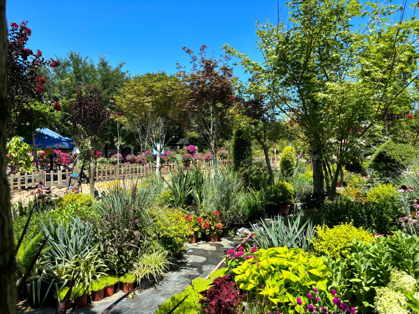考察|藏在顺义的宝藏植物基地?