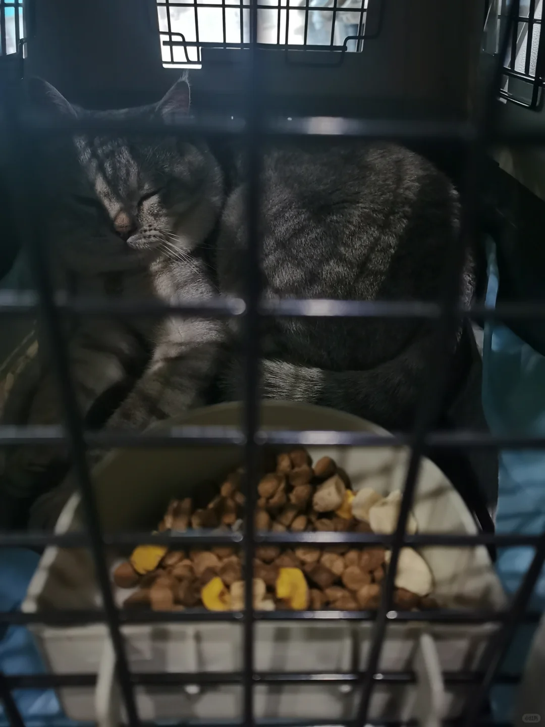 猫猫1500公里跨越保姆级攻略来咯！（1）