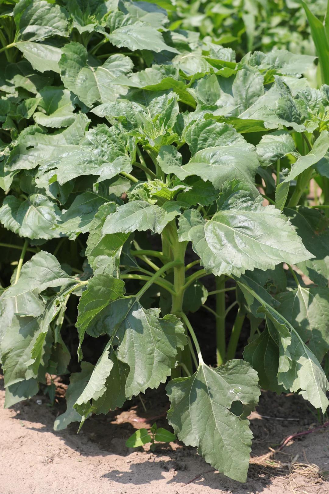 看看菜园子里面有什么