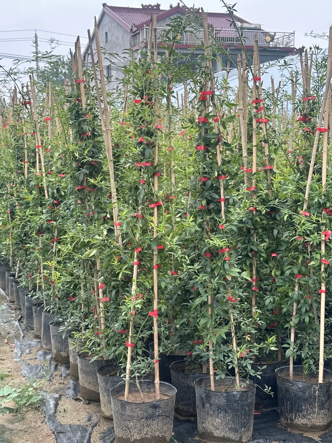 1.5米黄木香 苗情特别好 明年上万朵花