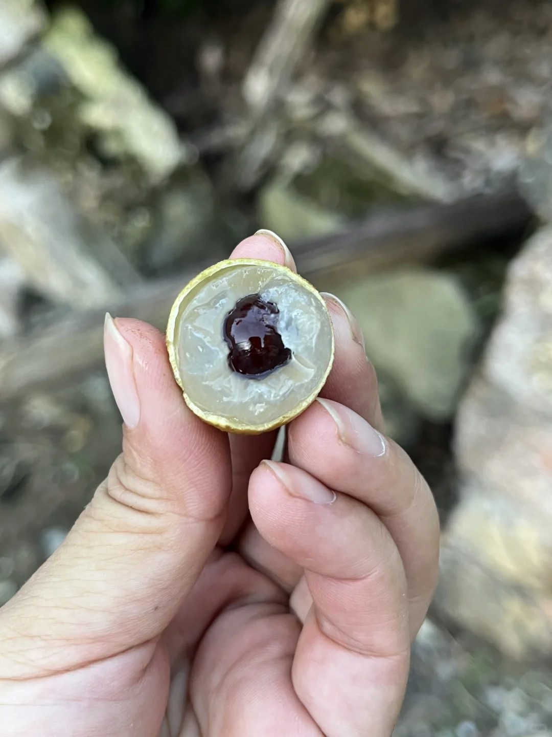 农家有机肥种植的龙眼，只卖4块多一斤还包邮