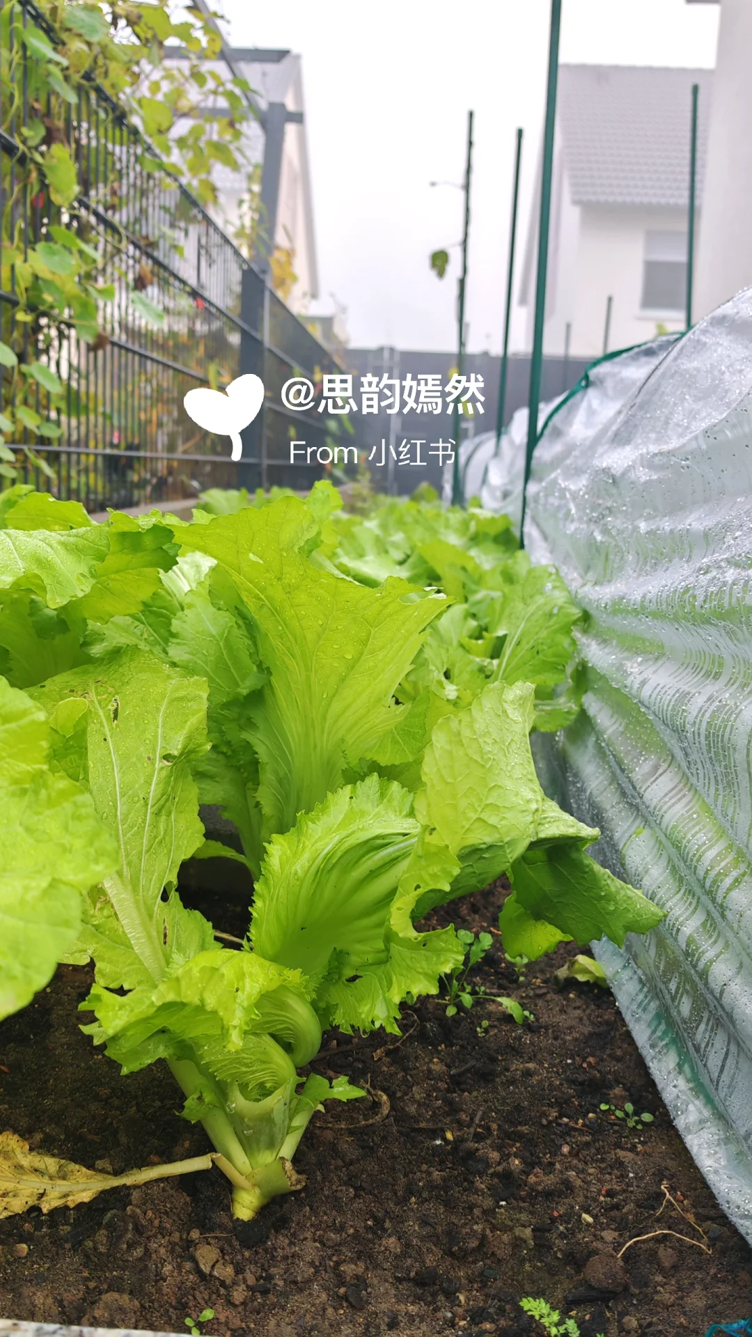 ??德国冬季蔬菜种植与暖棚的使用