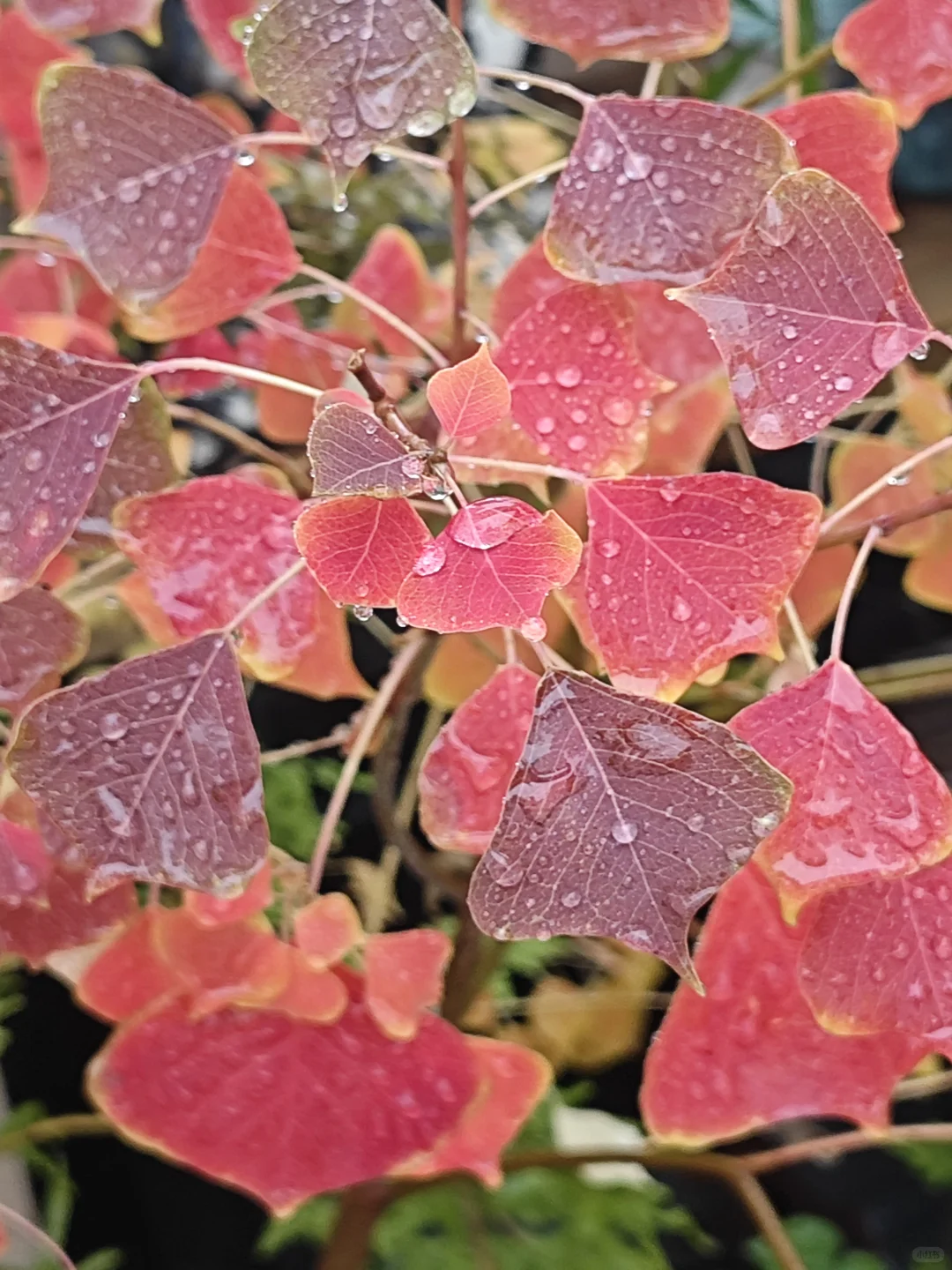 捡来的乌桕长大了