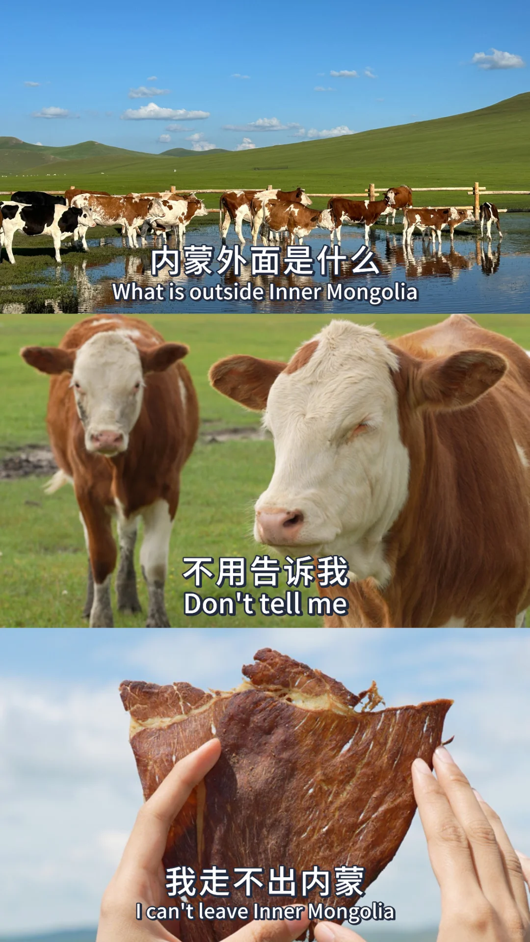 内蒙外面是什么 ？不用告诉牛?哞～