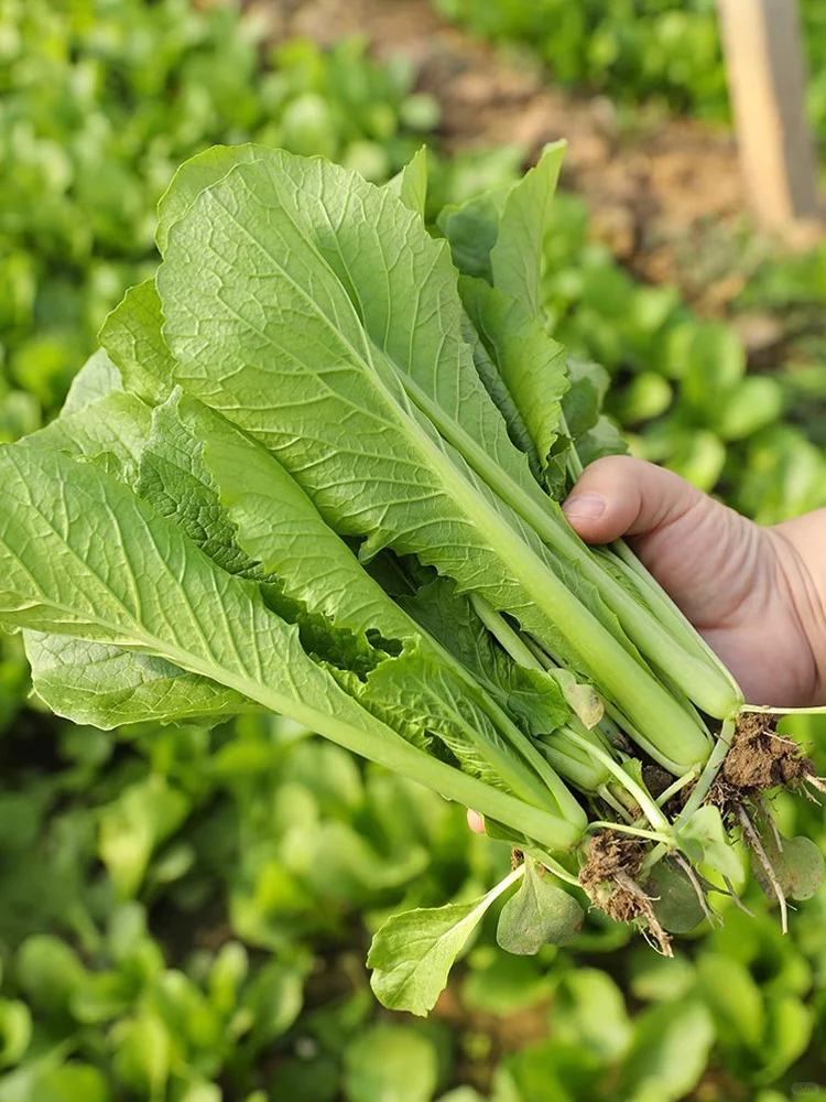 秋播蔬菜正当时，这些秋冬蔬菜抓紧种！