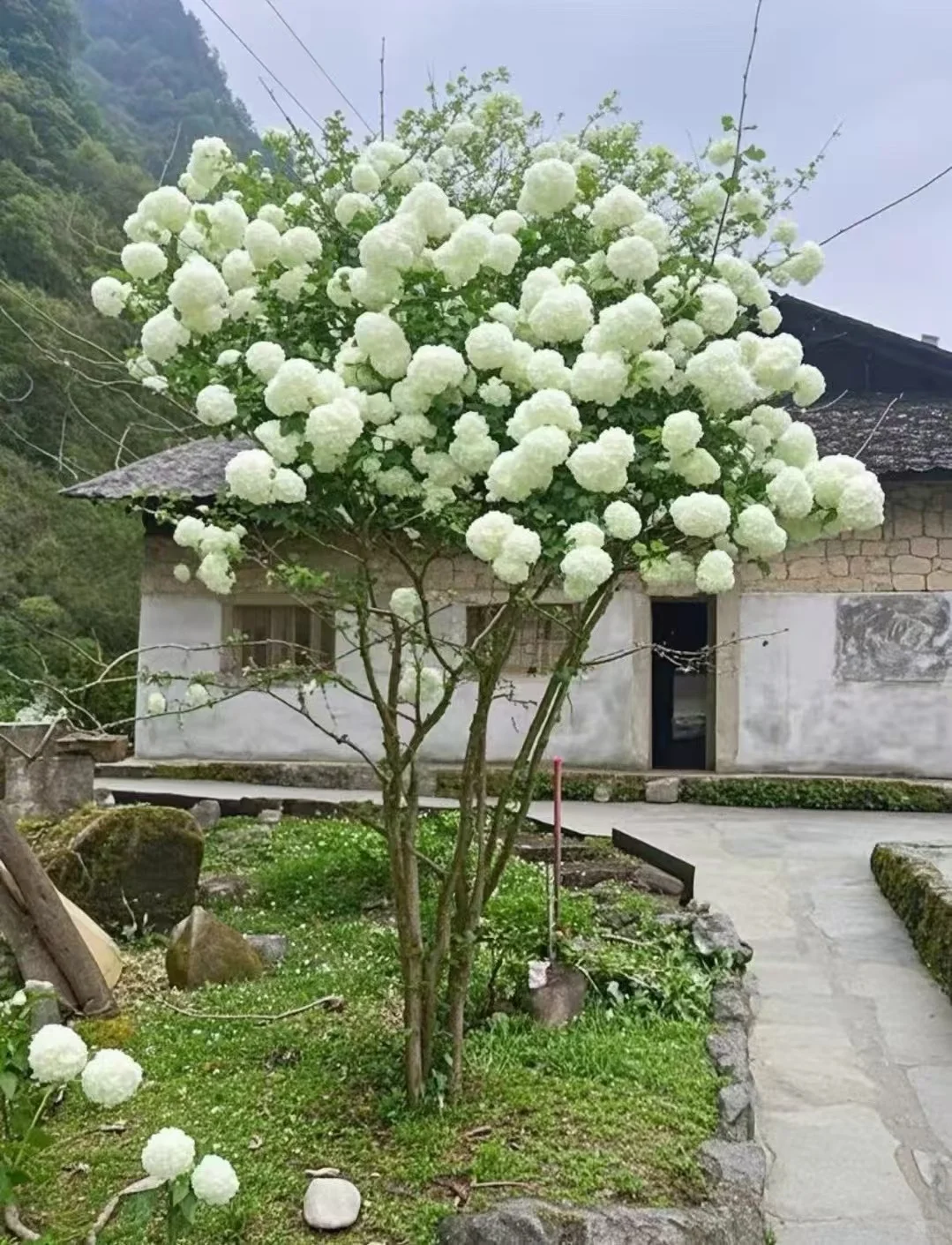 木绣球古树地景，最好的资源