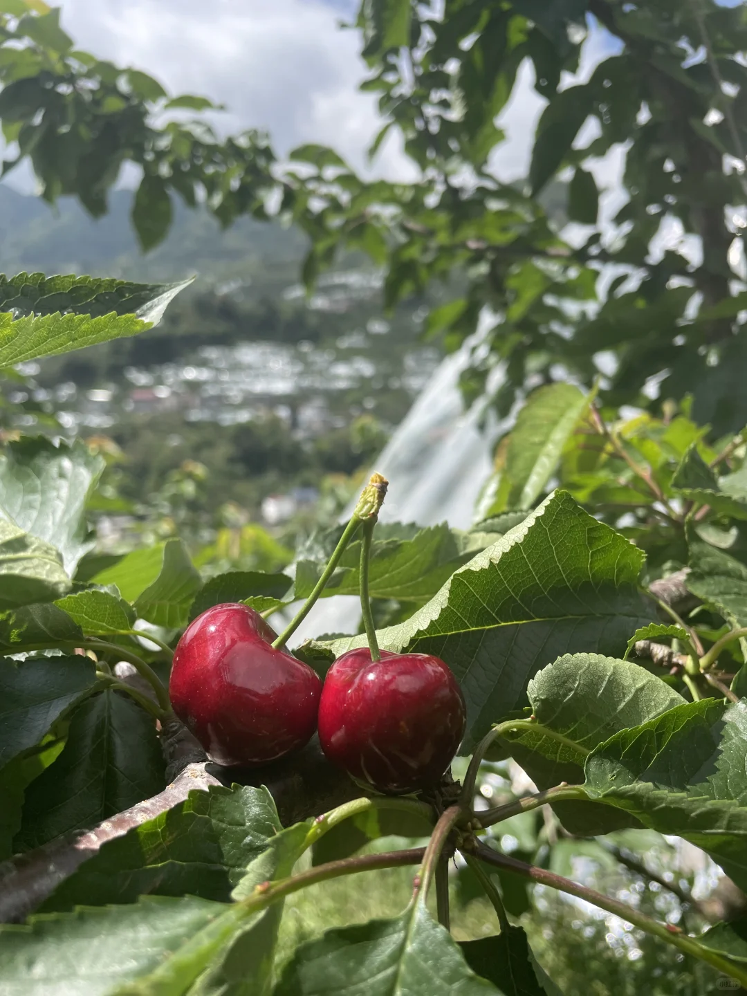 我就不理解 那些卖假车厘子树苗的良心何在