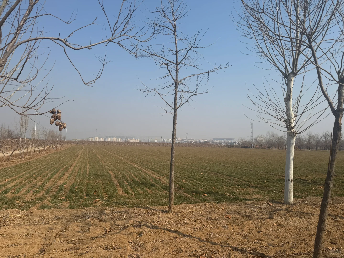 石家庄周边 家庭农场