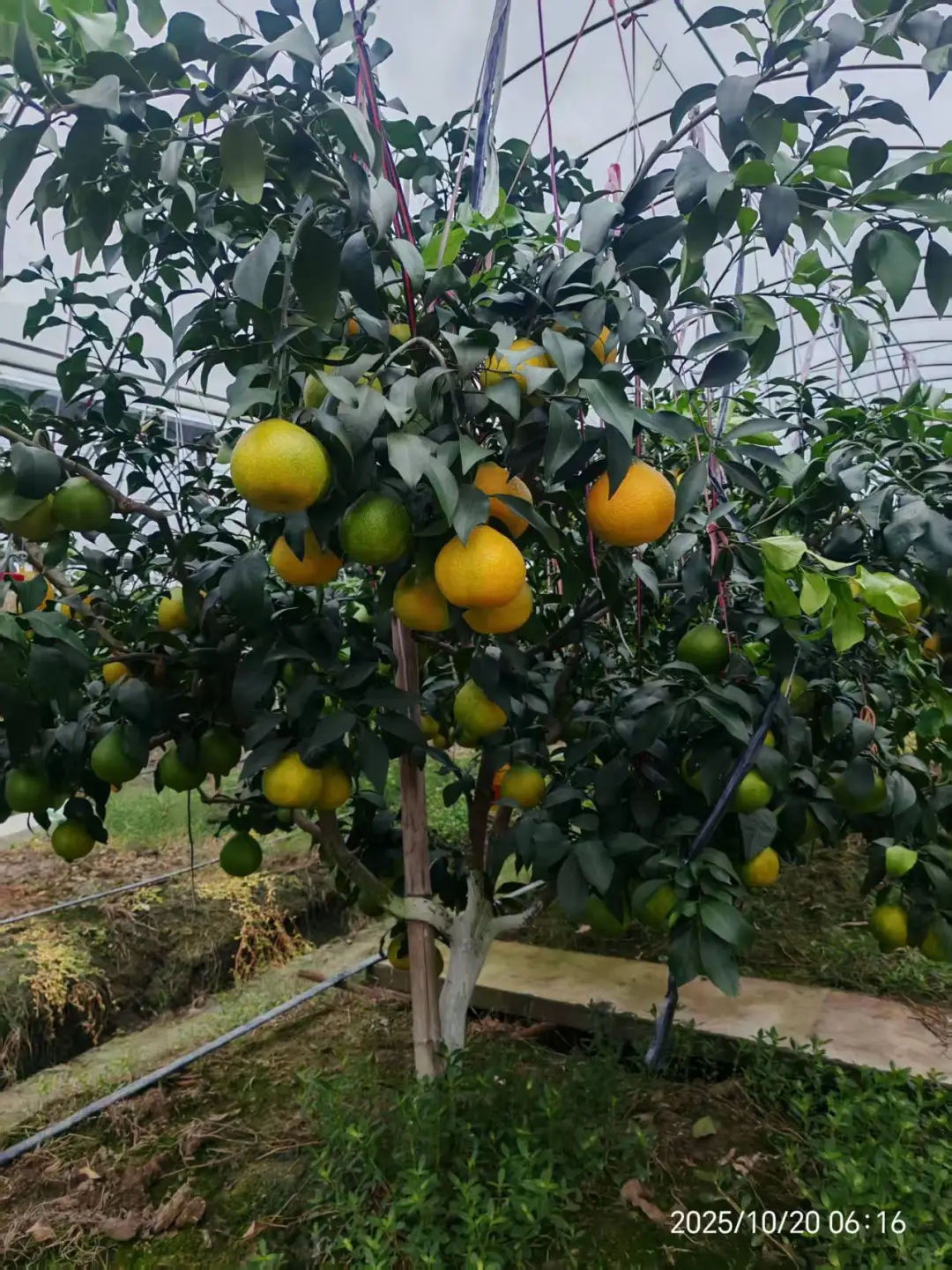 好吃的水果！！农村果园直发红美人?