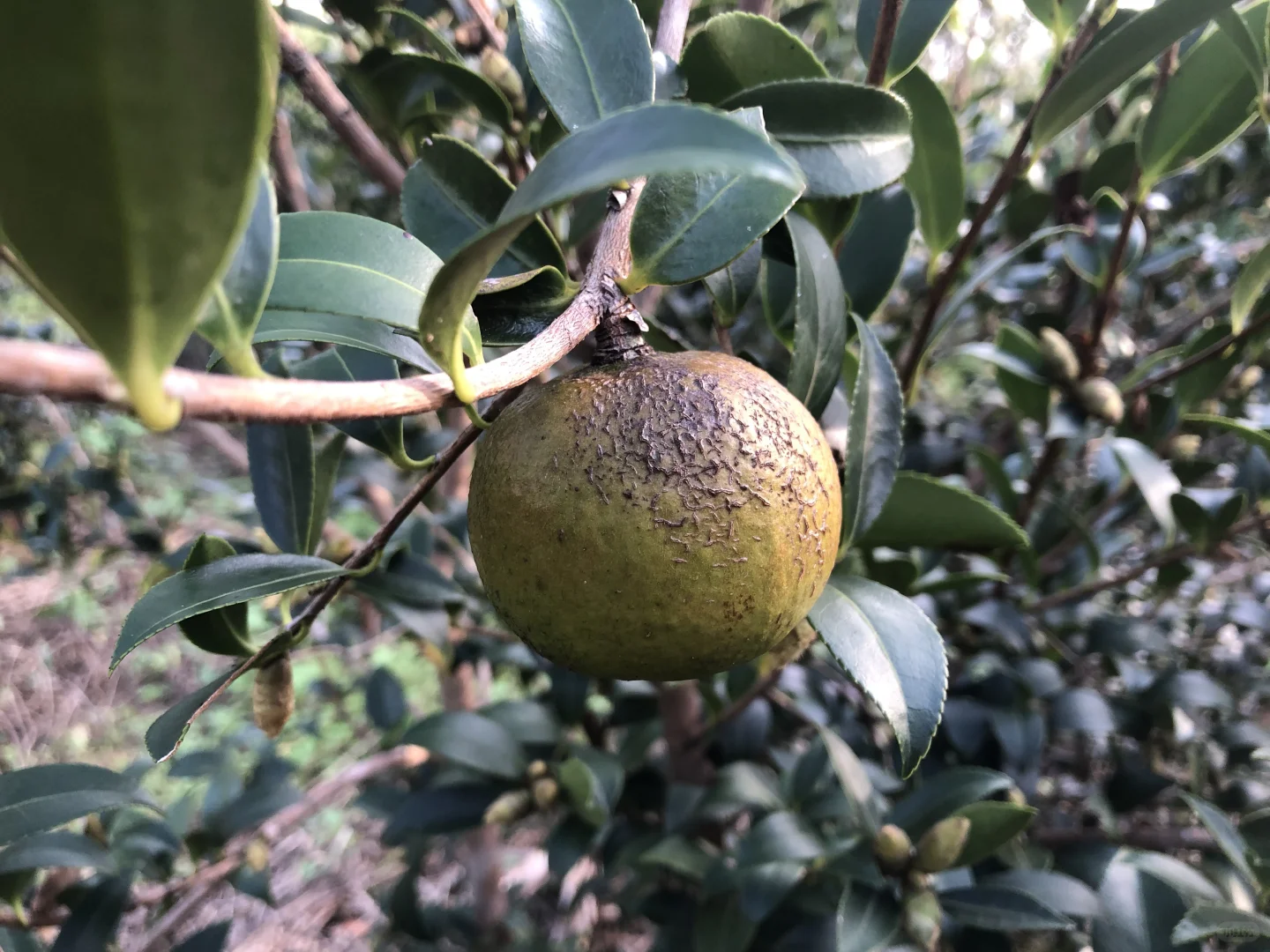 朋友预言成功，我爸爸发财了，种成功油茶树