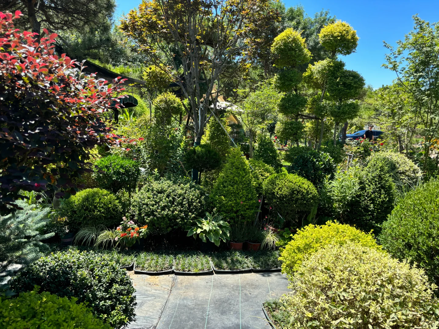 考察|藏在顺义的宝藏植物基地?