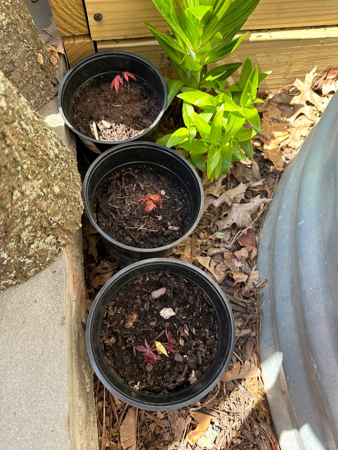 从种子开始种日本红枫