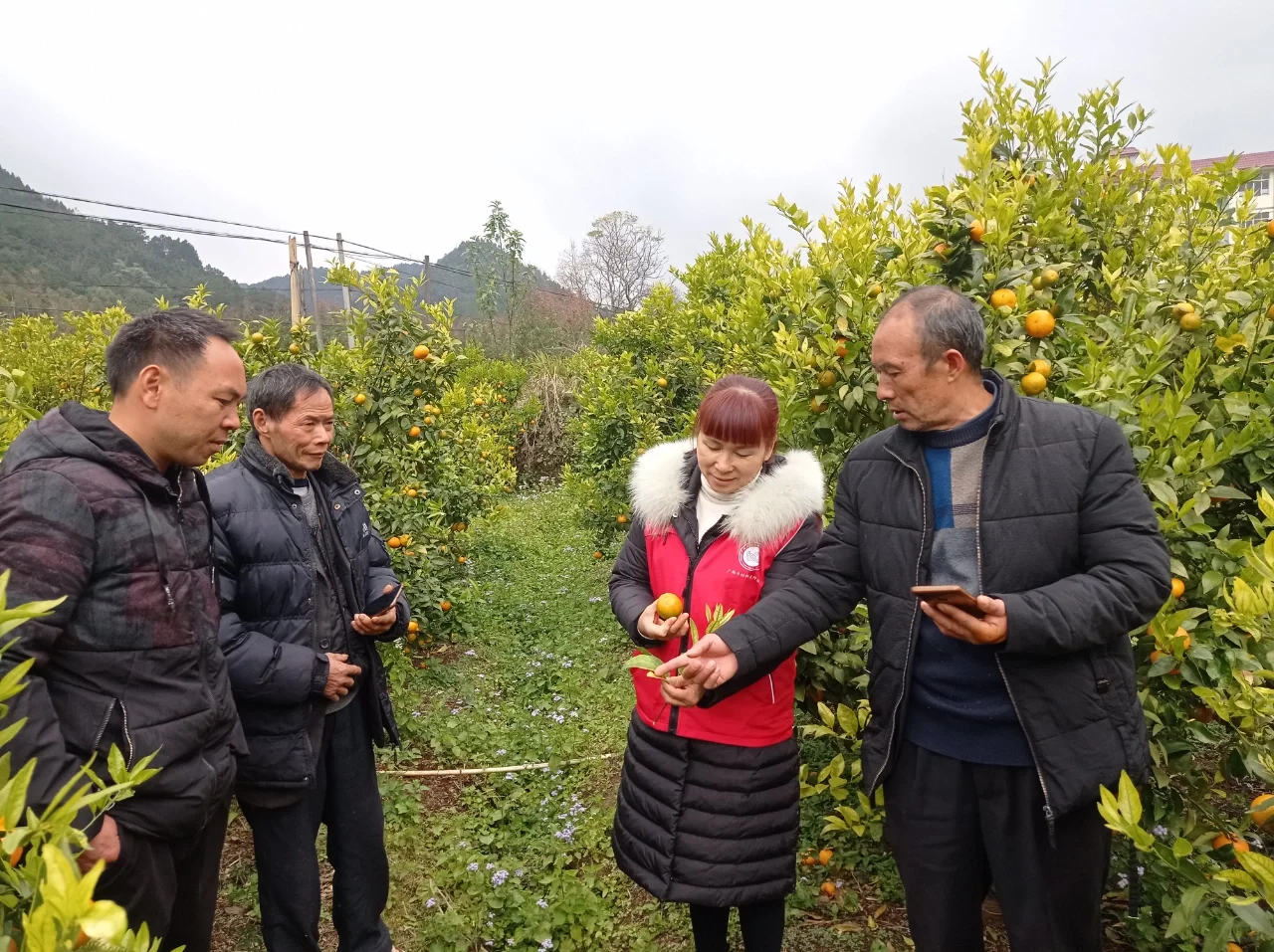 田间课堂-交流经验，精进技术