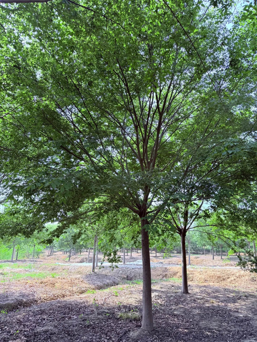 榉树我也有哦！
