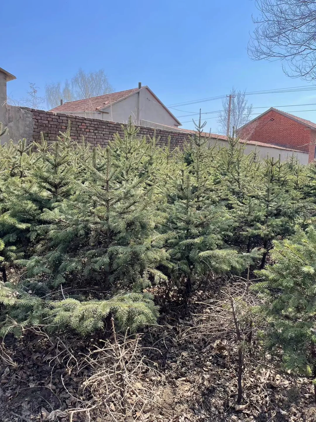 大量出售云杉树1.2米左右 5000颗吉林省