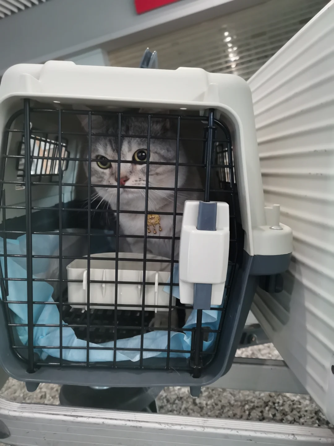 猫猫1500公里跨越保姆级攻略来咯！（1）