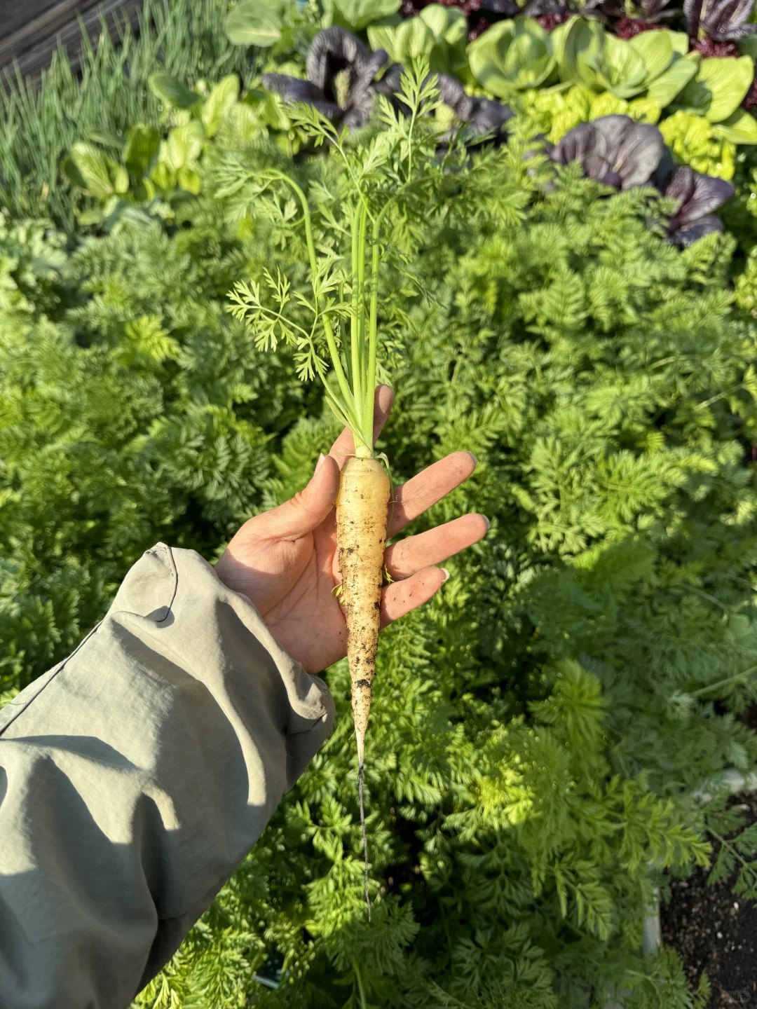 历经两个月从小菜苗到采收大家看我种的如何