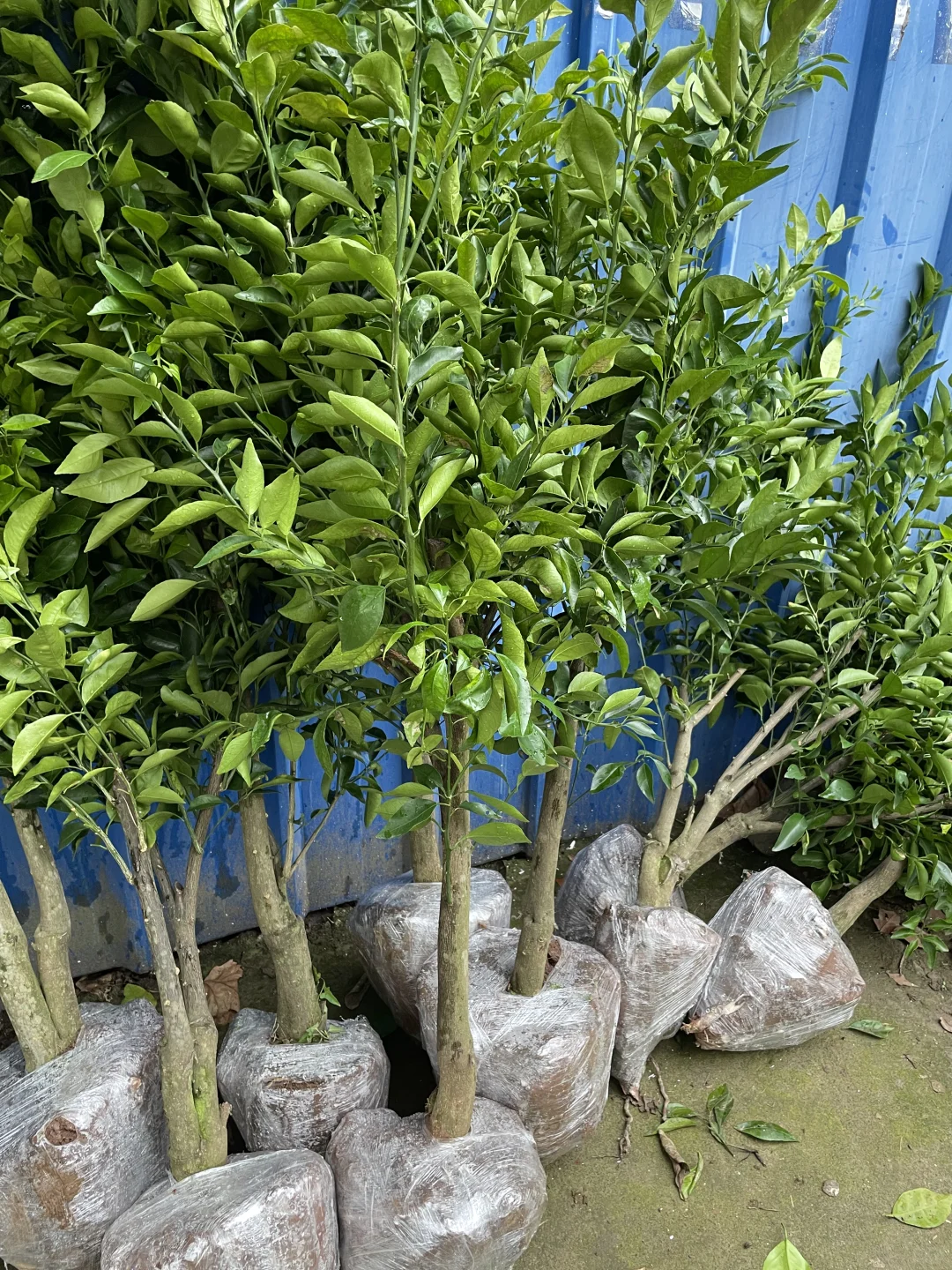 树形漂亮的沃柑树苗