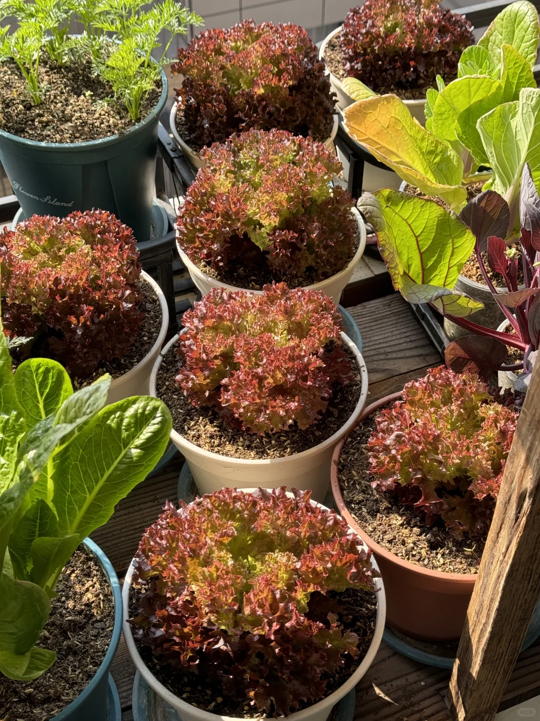 历经两个月从小菜苗到采收大家看我种的如何