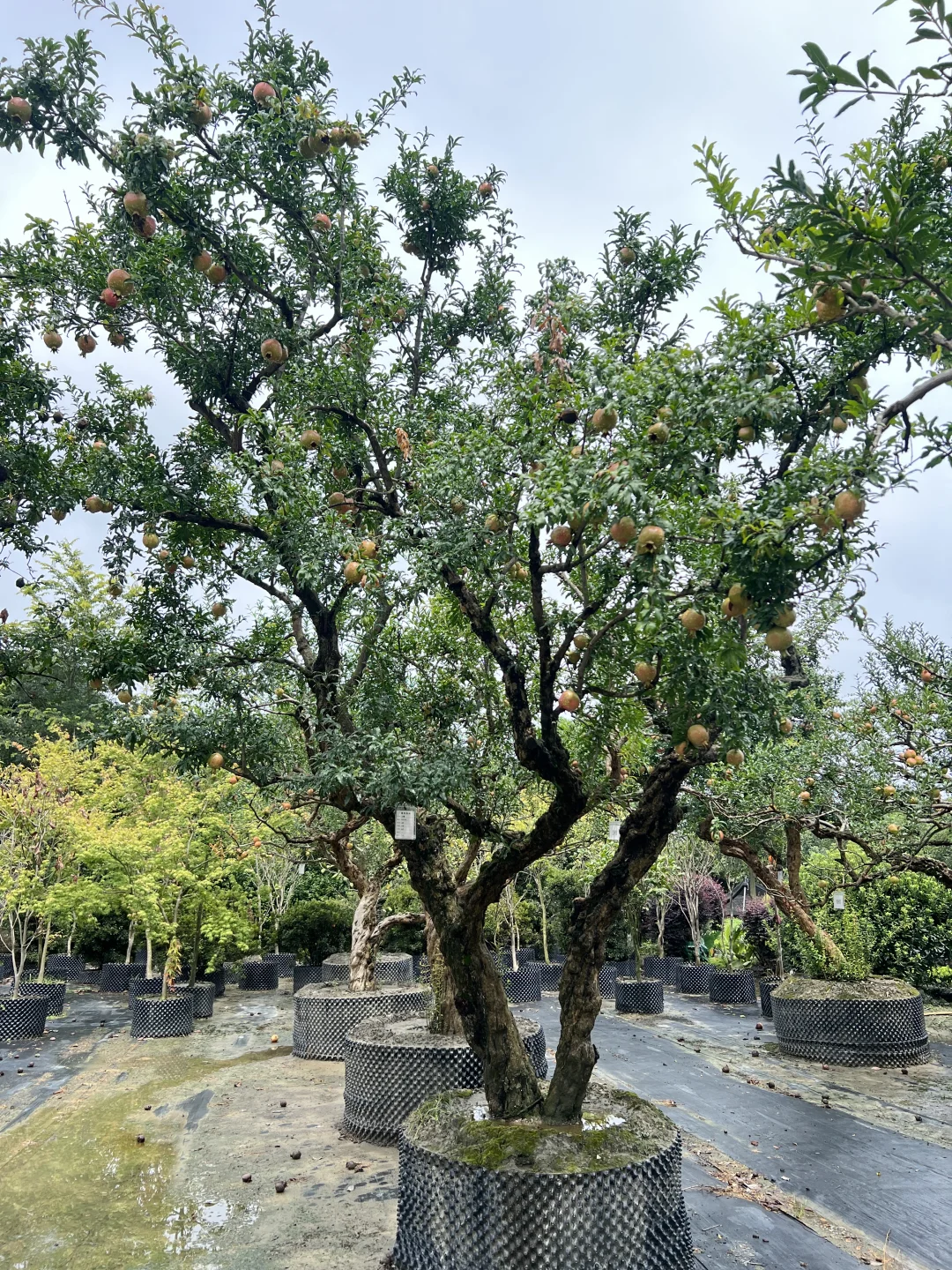 又到了吃石榴的季节了