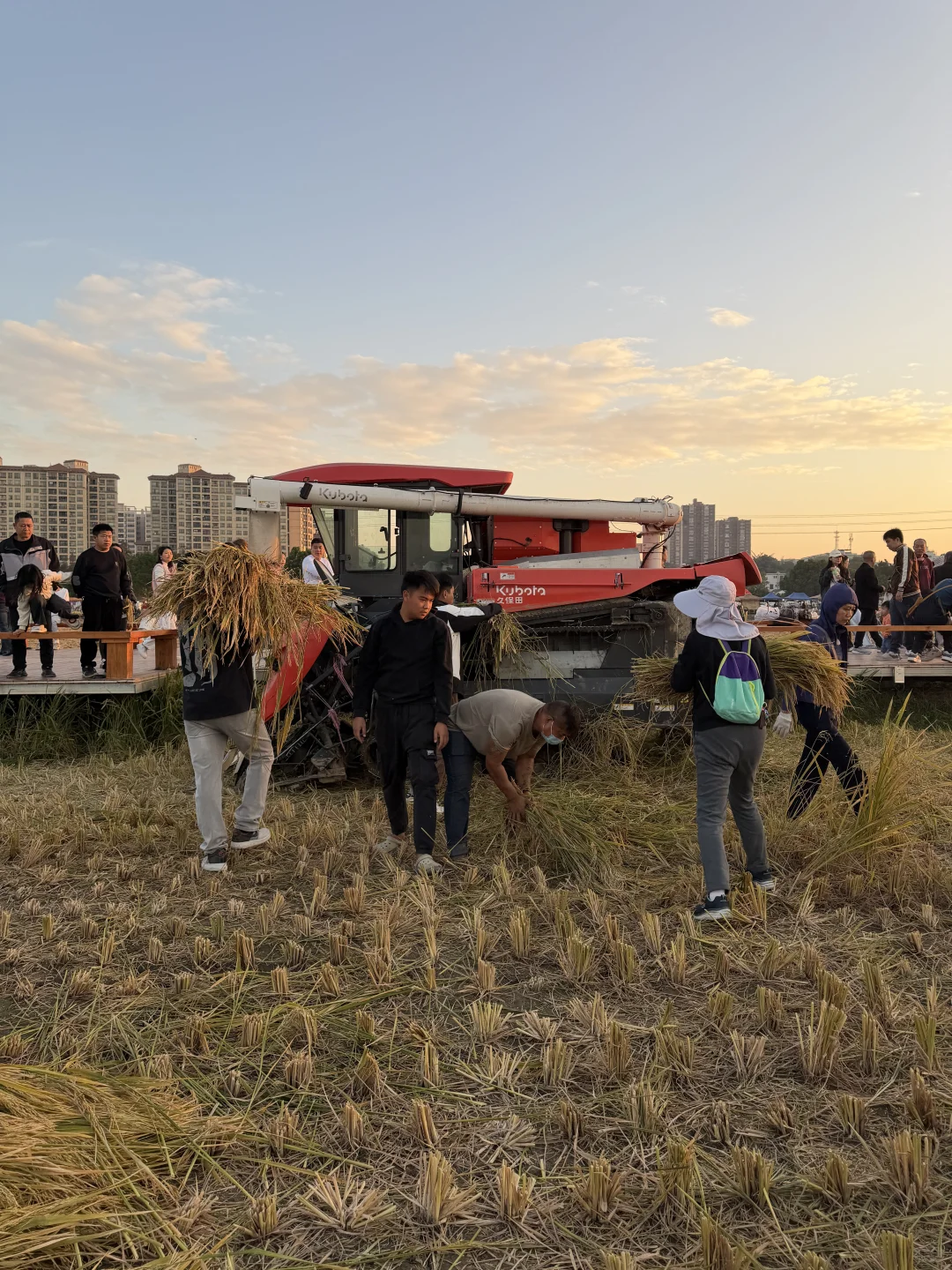 ? 晚稻割禾，又见久保田