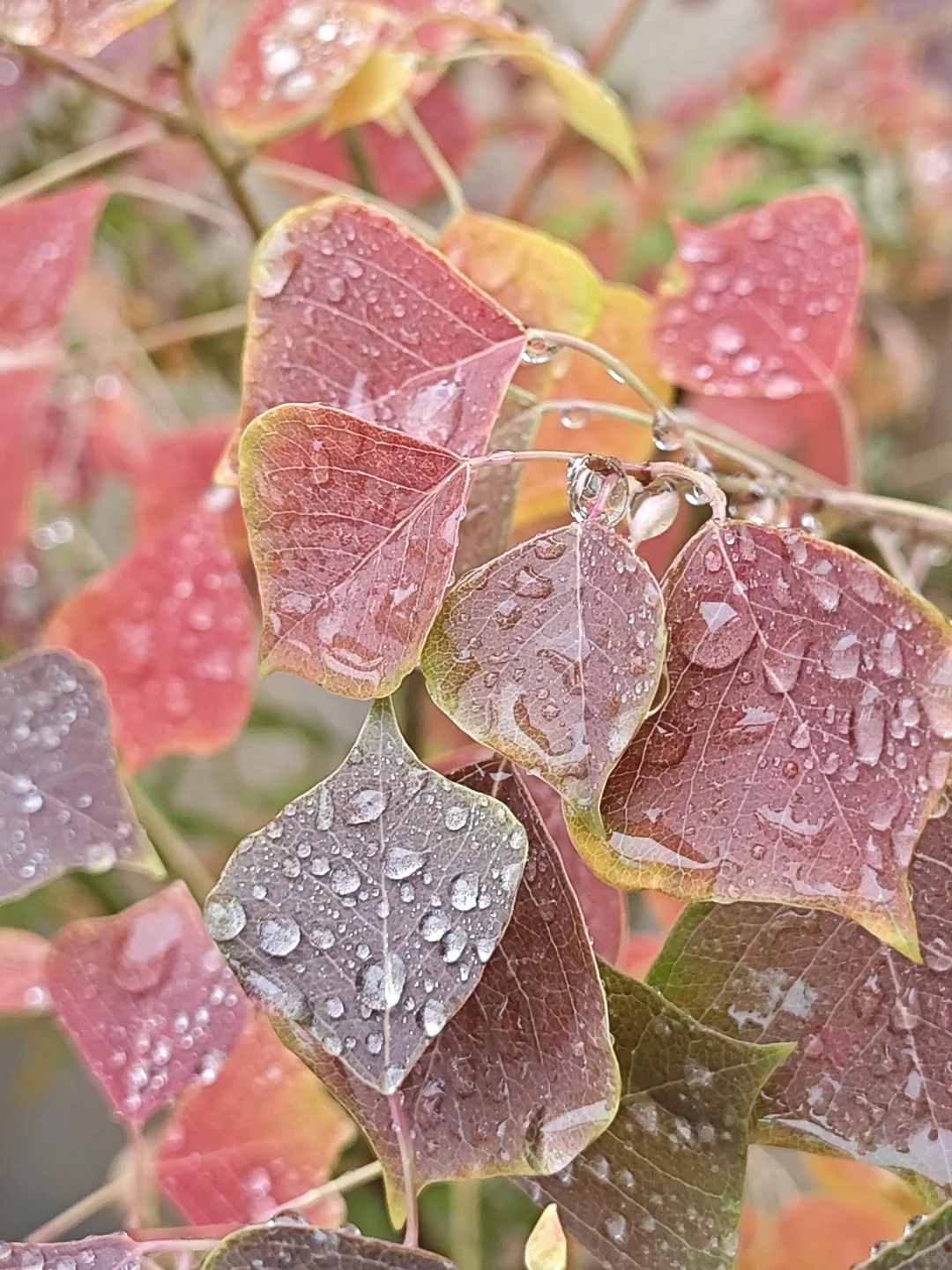 捡来的乌桕长大了