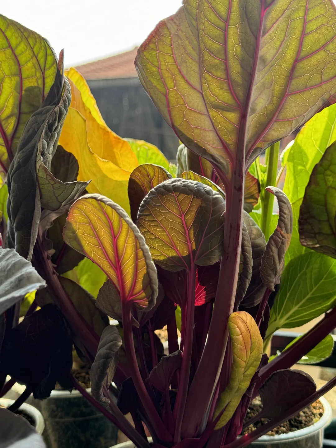 历经两个月从小菜苗到采收大家看我种的如何