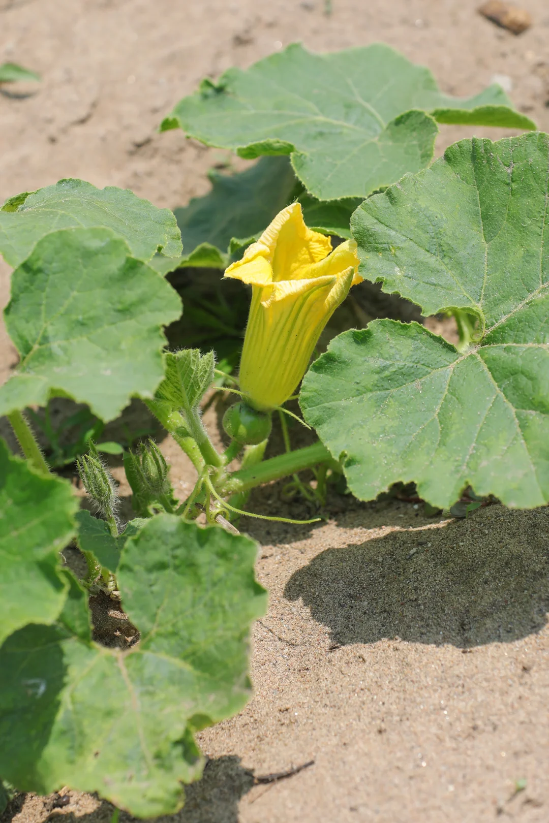 看看菜园子里面有什么