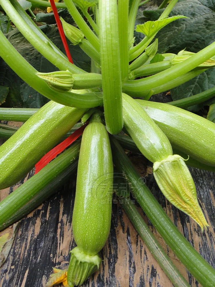 把握种菜黄金期，2月下旬到3月种这些蔬菜