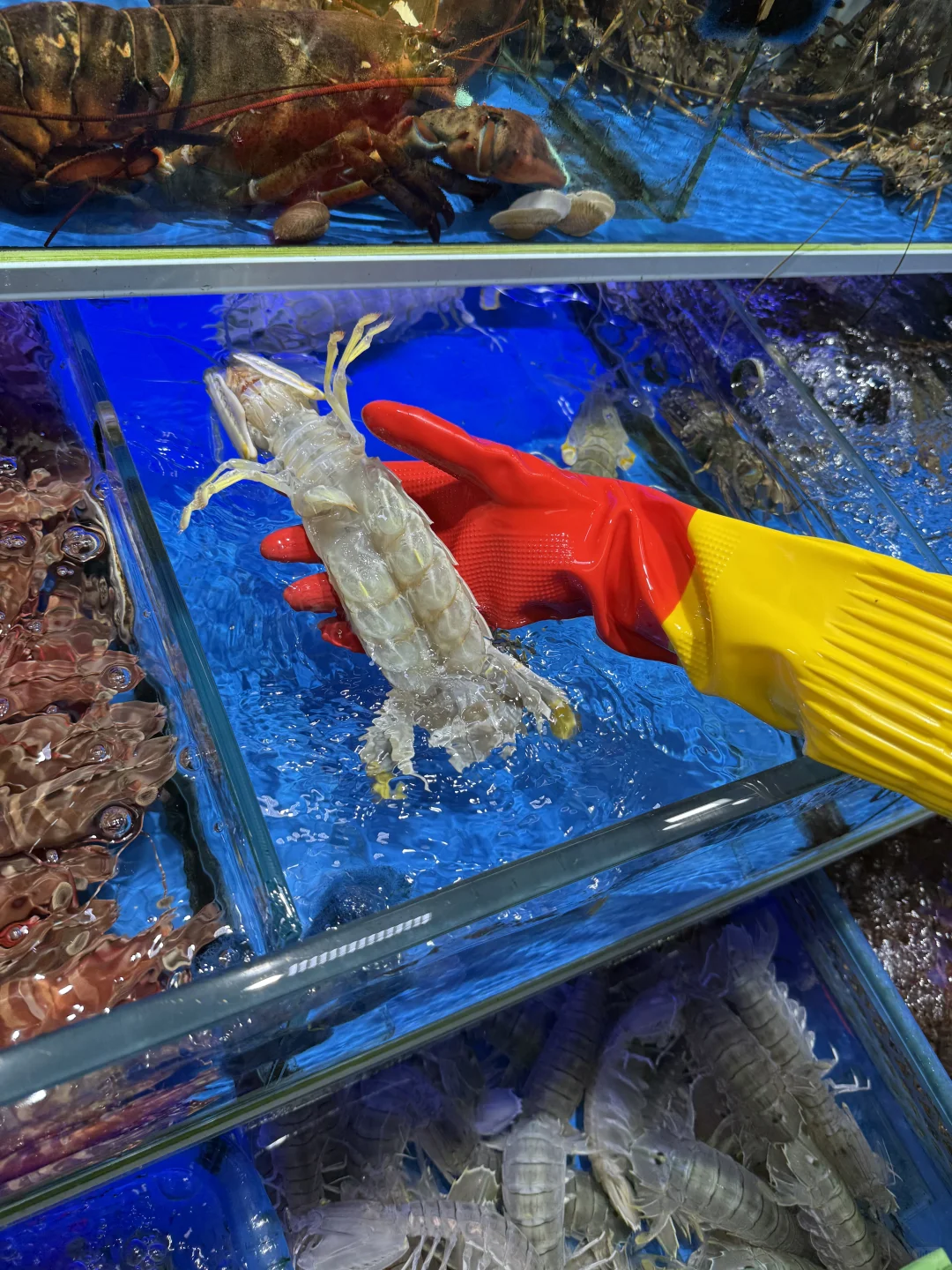 五刷三亚，第一市场吃海鲜首次感到很满意