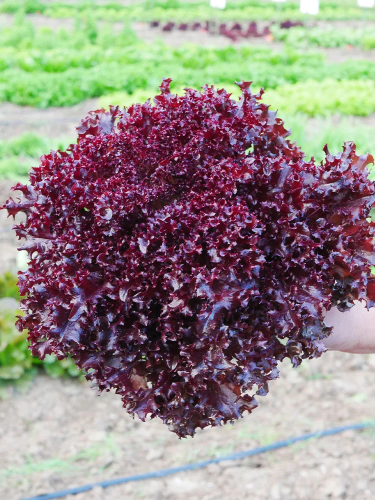雨水节气后种这些菜,撒种就长收获快!