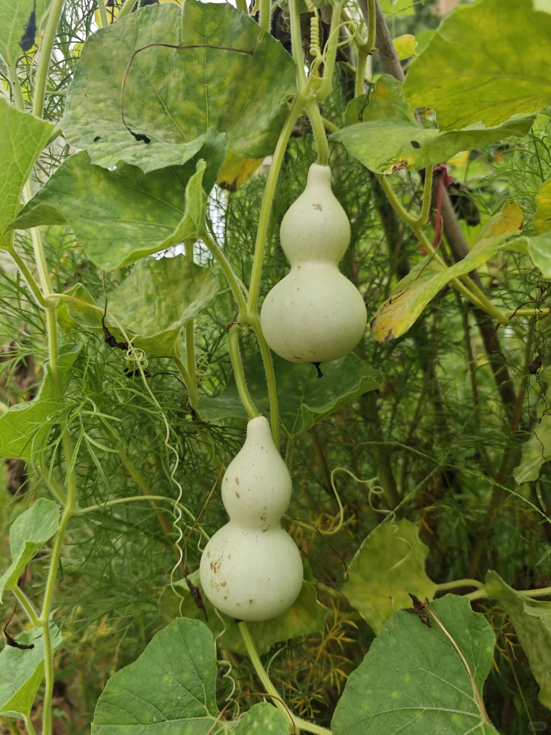 人间烟火气?田园风光美好又治愈?