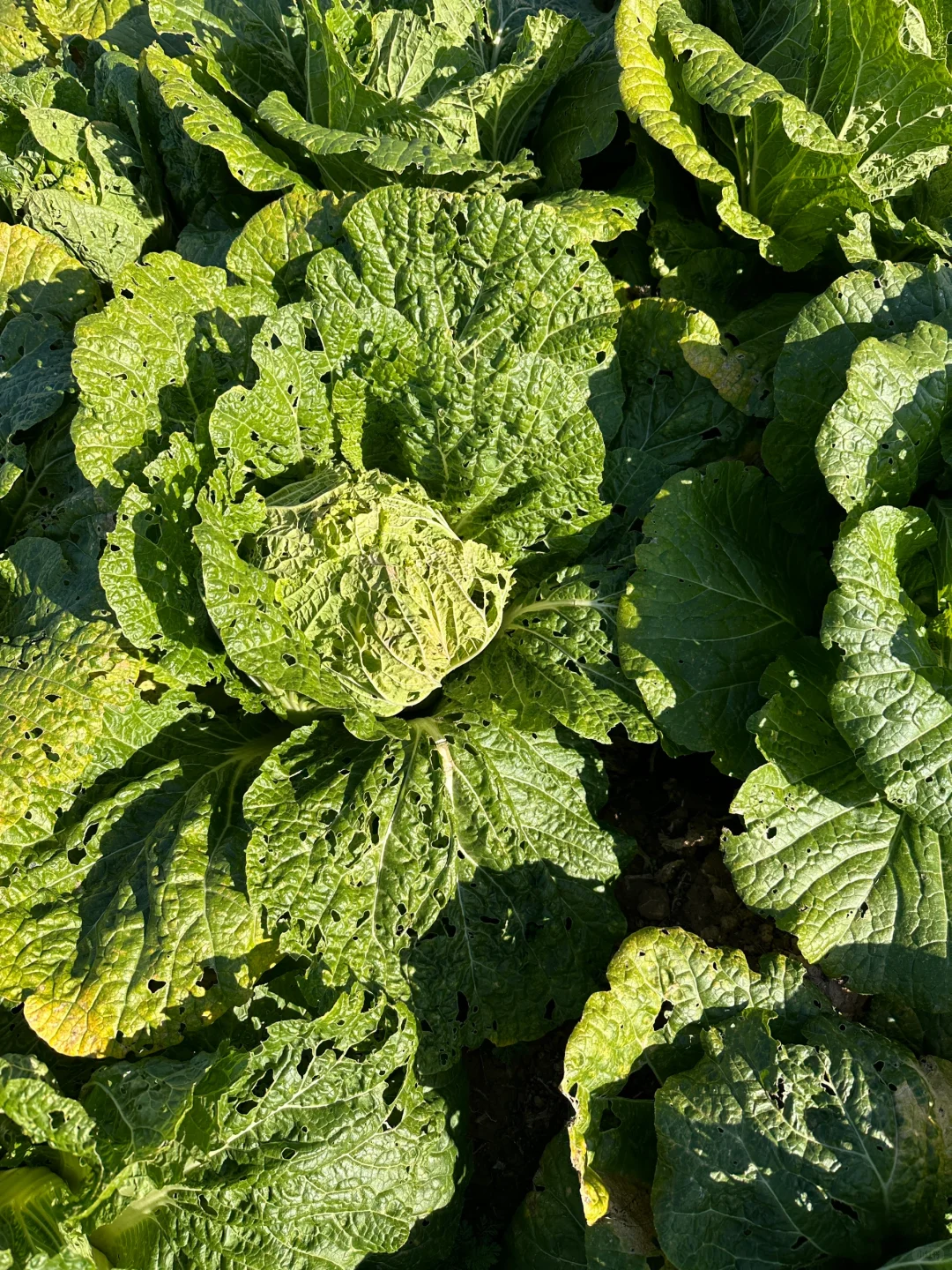 自家种的有机大白菜，留一部分给?吃