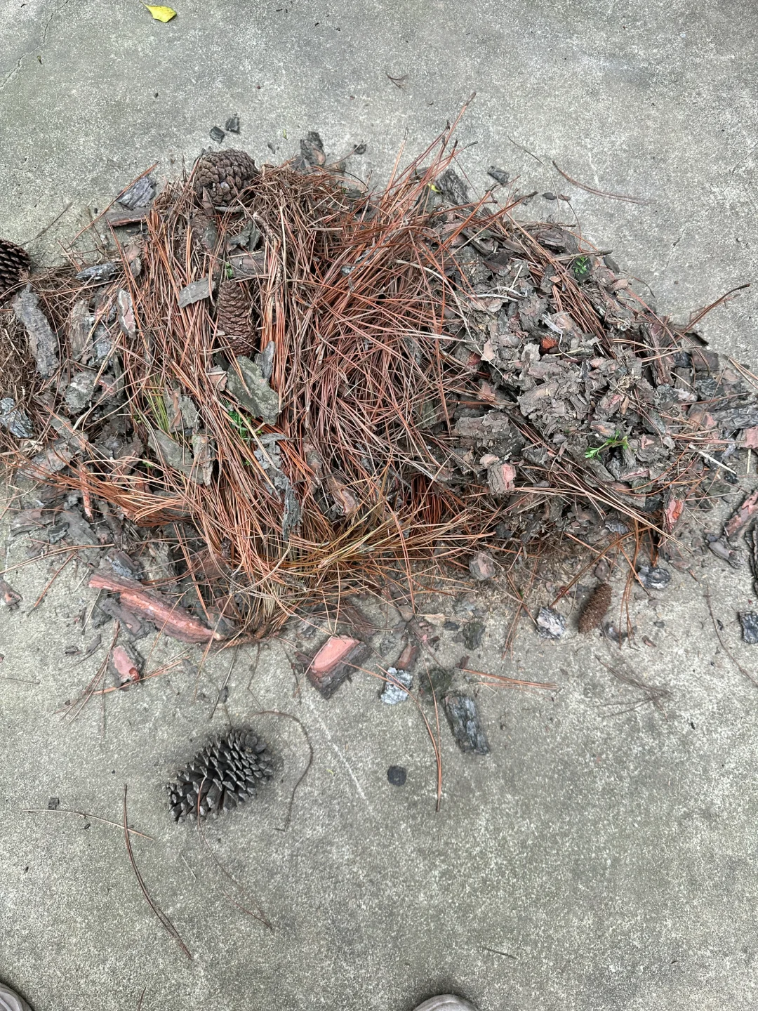 带娃上山捡松鳞，为种蓝莓费尽心思