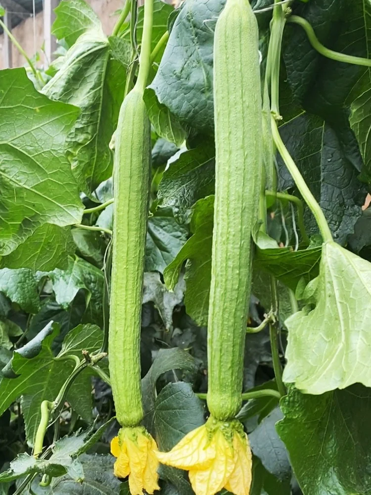 春天种上这6种菜，能吃几个月根本摘不完