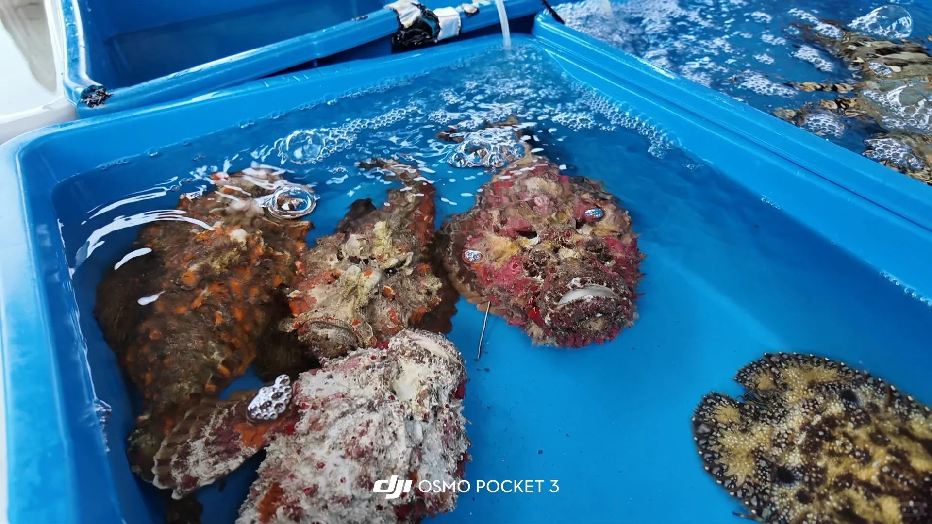 仙本那海鲜市场避坑攻略?2025最新价+砍价