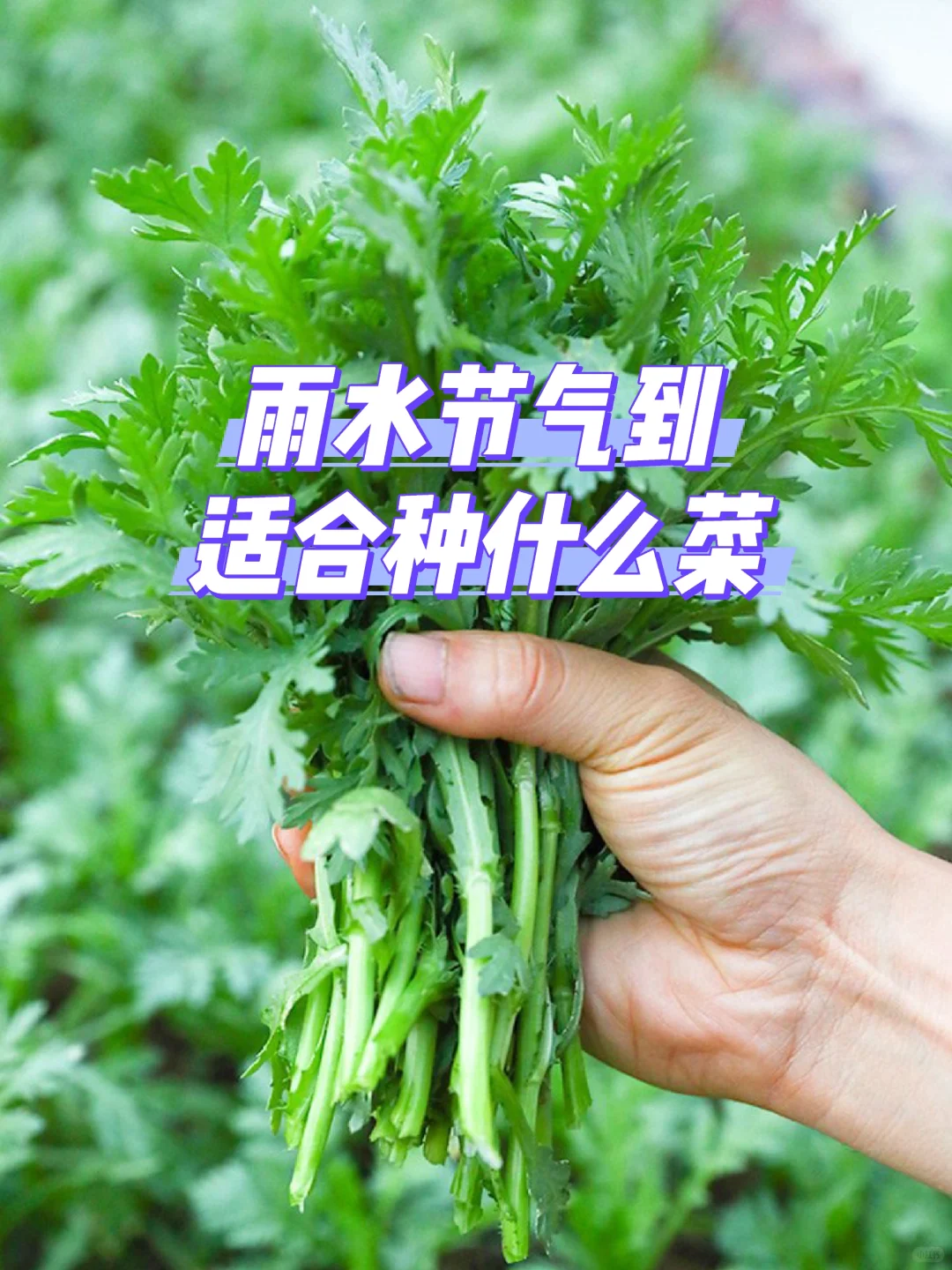 雨水节气到，适合种什么菜？注意事项有哪些
