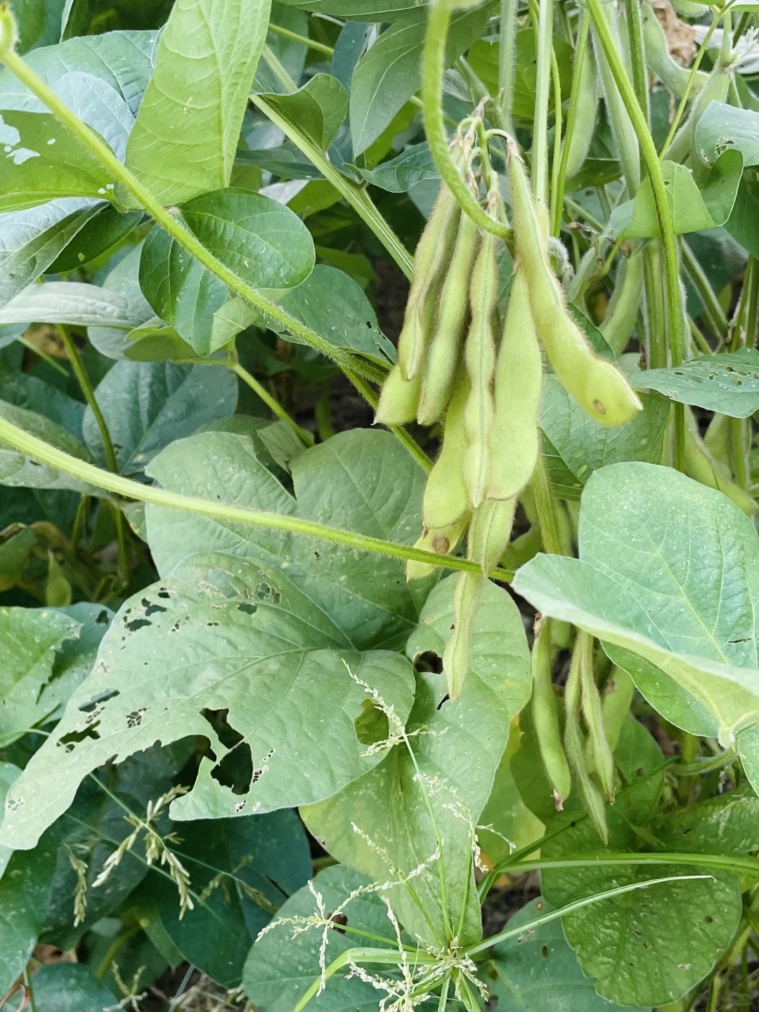 田园的慢生活｜纯天然绿色瓜果蔬菜