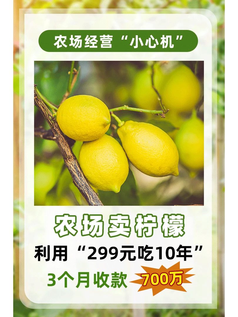 农场卖柠檬3个月收款700万⁉️有何小心机？