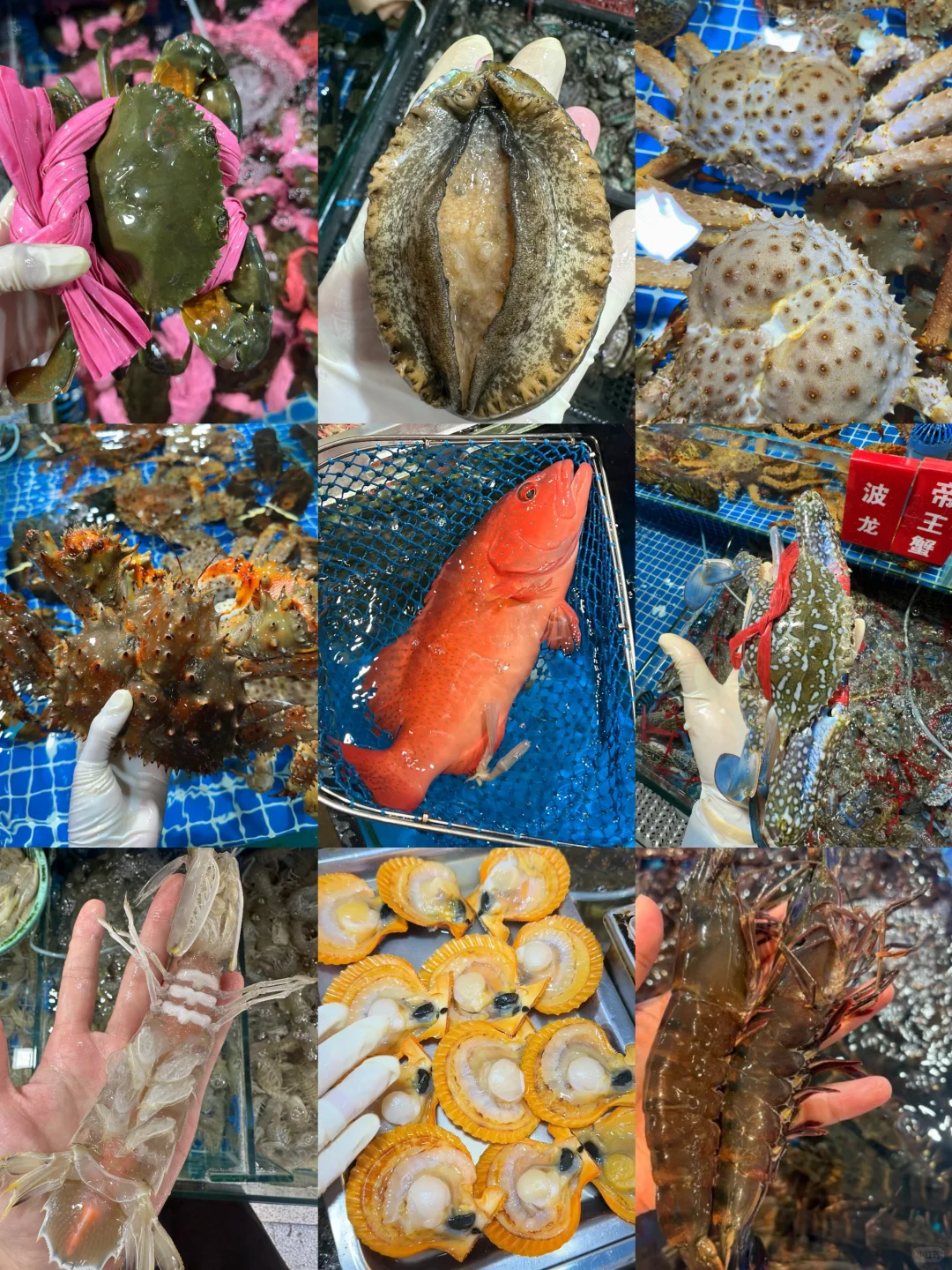 11.14海鲜报价‼️北海便民市场【便民海鲜】