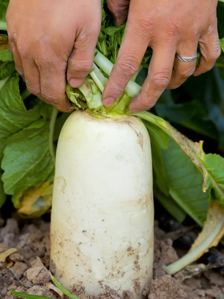 把握种菜黄金期，2月下旬到3月种这些蔬菜
