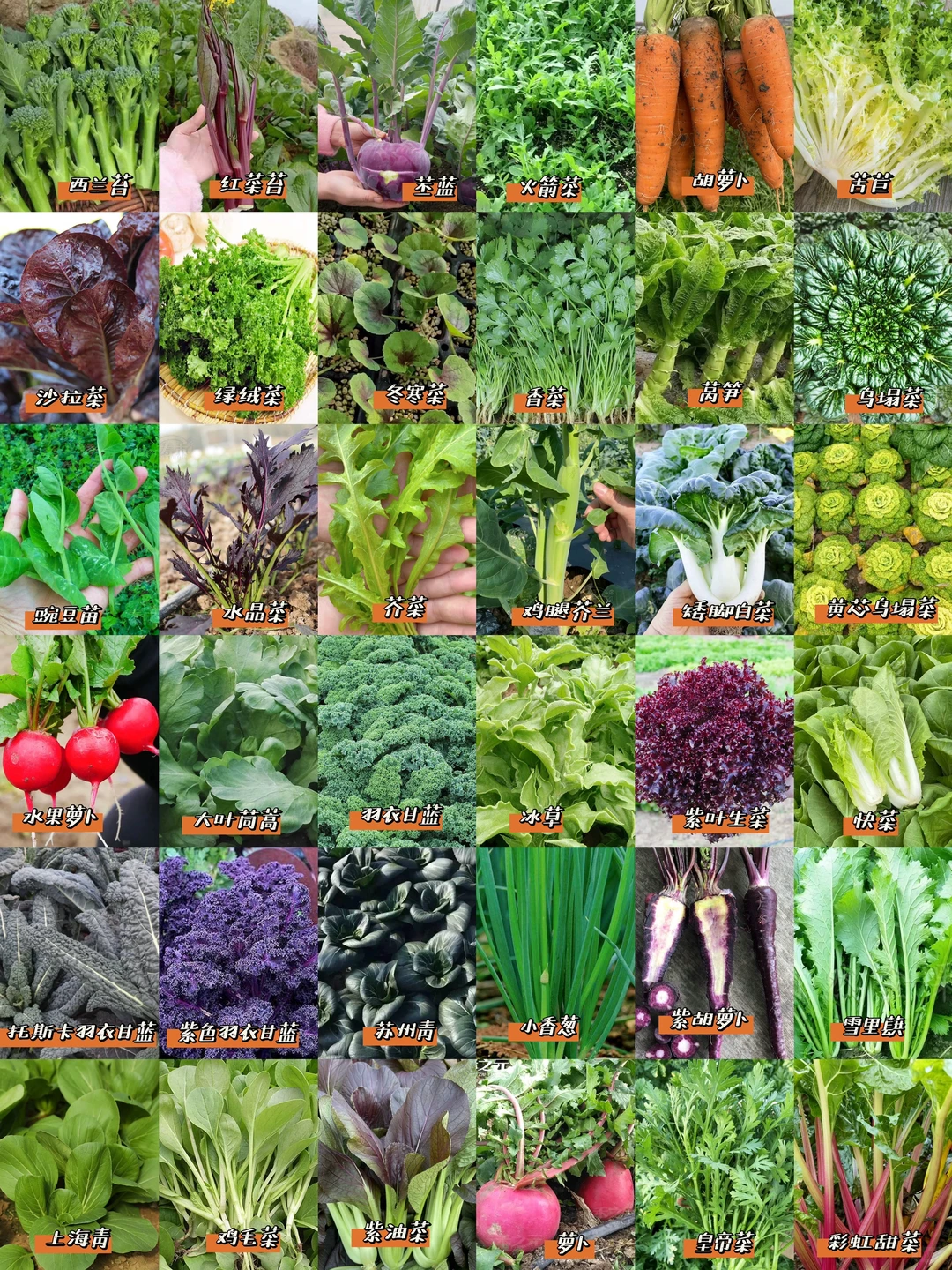 我秋播的一些耐寒蔬菜品种??