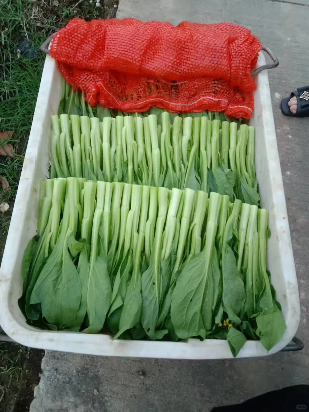 ?️供应商—广盛生鲜·专注食材配送欢迎大