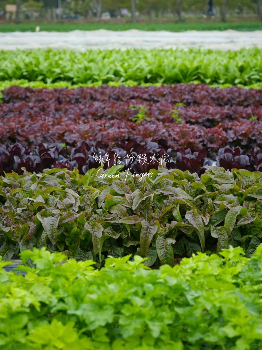 开春蔬菜大狂欢