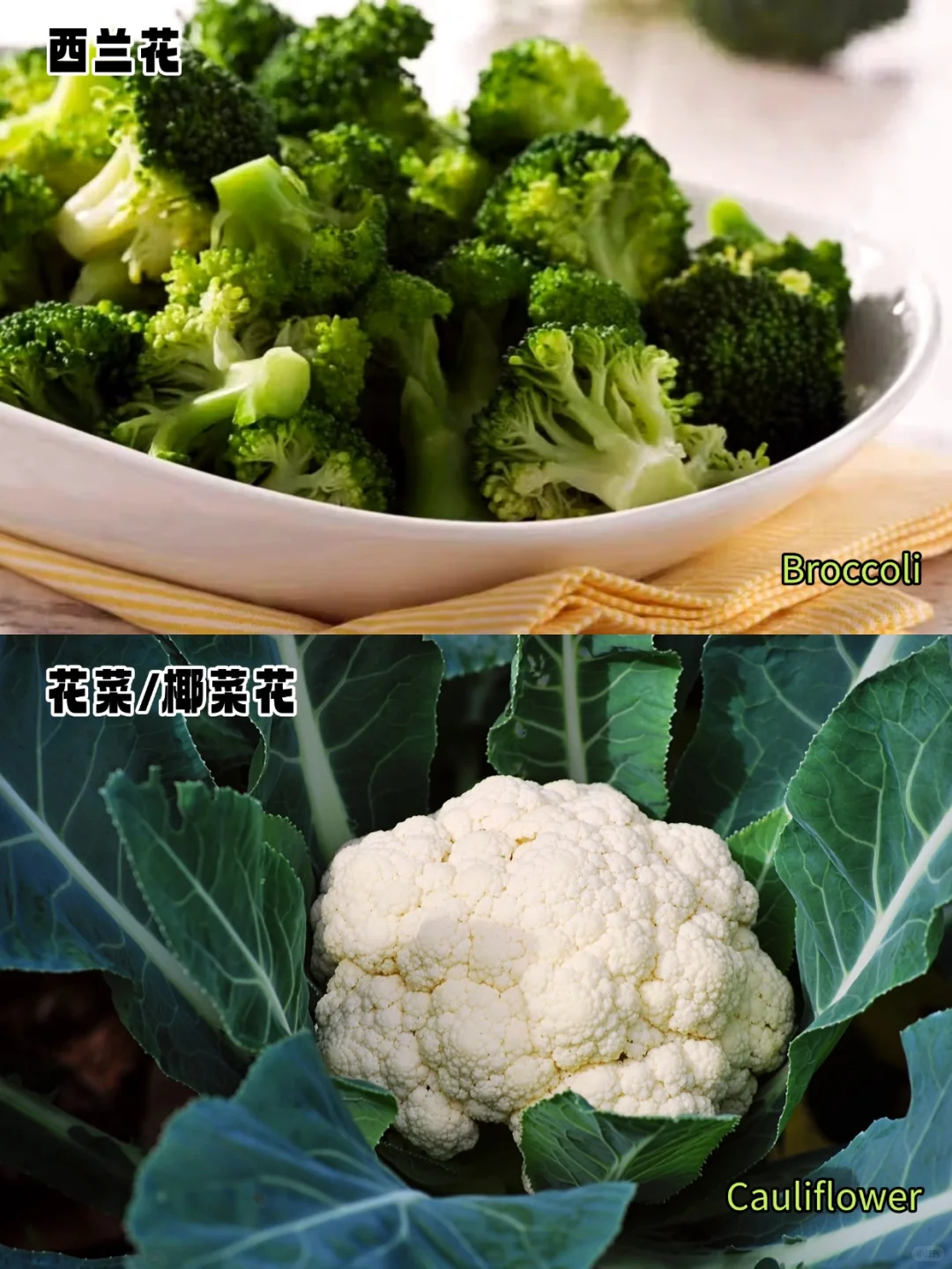 加拿大常见蔬菜中英文对照?叶菜篇