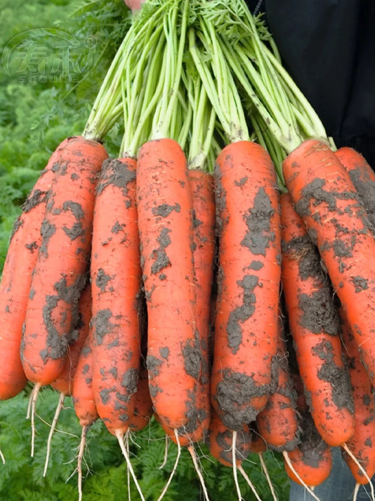 雨水节气到，适合种什么菜？注意事项有哪些